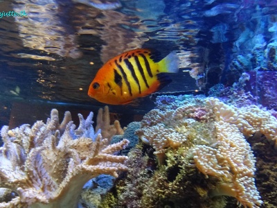 Flame Angelfish
