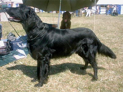 Flat-Coated Retriever