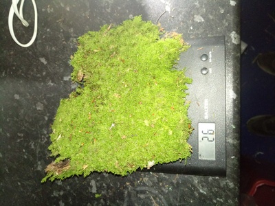 Flat Moss