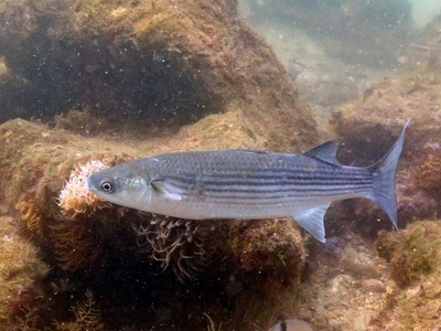 Flathead mullet