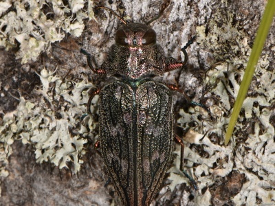 Flatheaded appletree borer