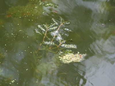 Floating fern