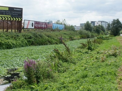 Floating pennywort