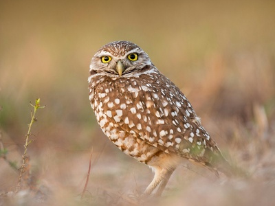 Florida Burrowing Owl