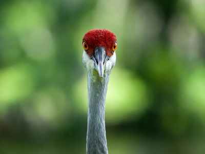 Florida Sandhill Crane