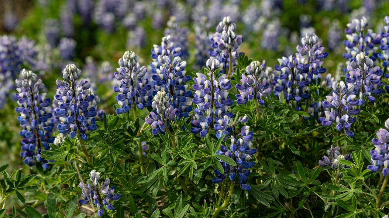 Low-growing flowering plants on volcanic gravel in Iceland, showing cushion forms and small blooms.
