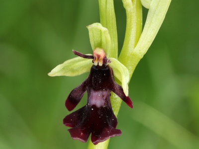 Fly Orchid
