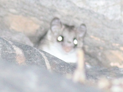 Forest dormouse (plch lesní)