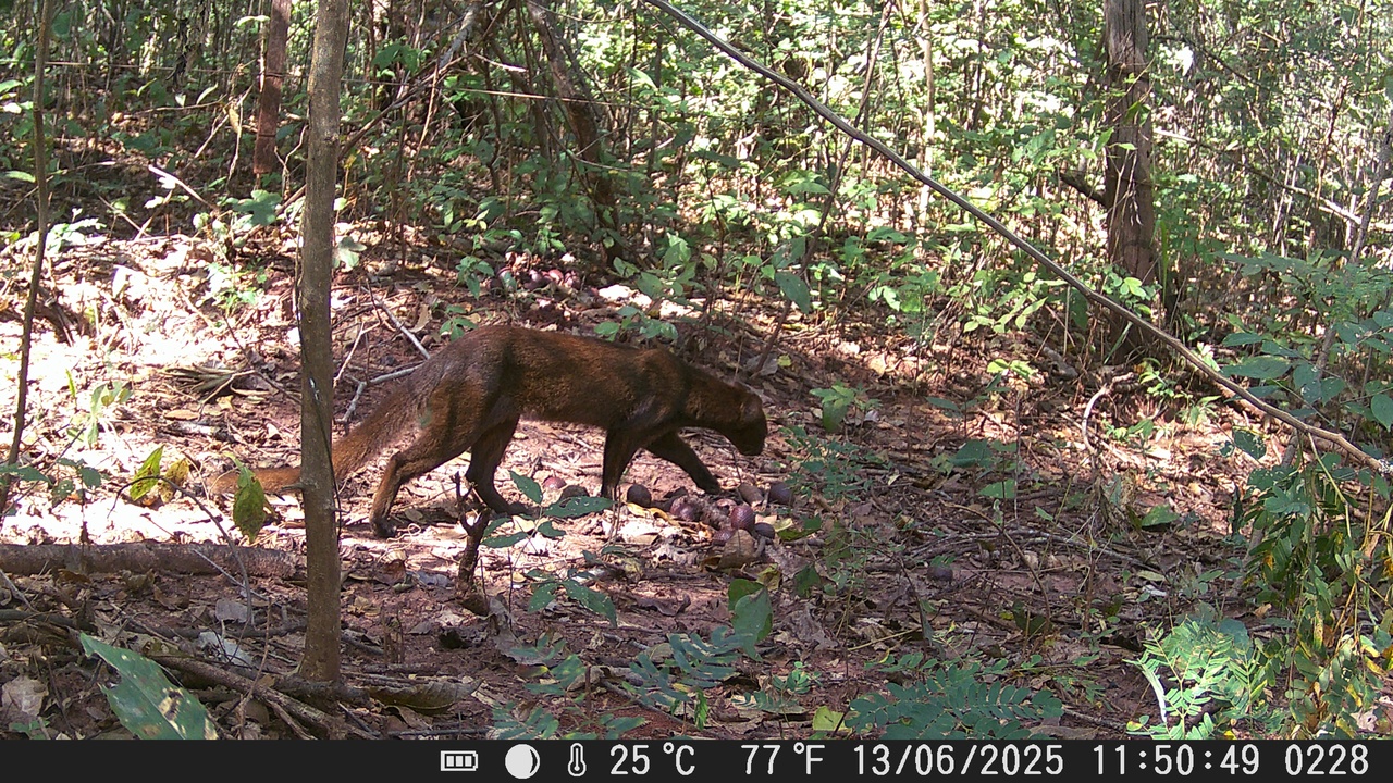 Large mammals of the Brazilian forest floor such as jaguar and capybara