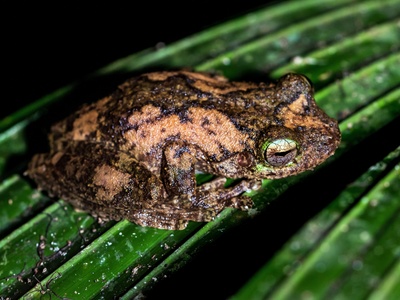 Forest Rain Frog