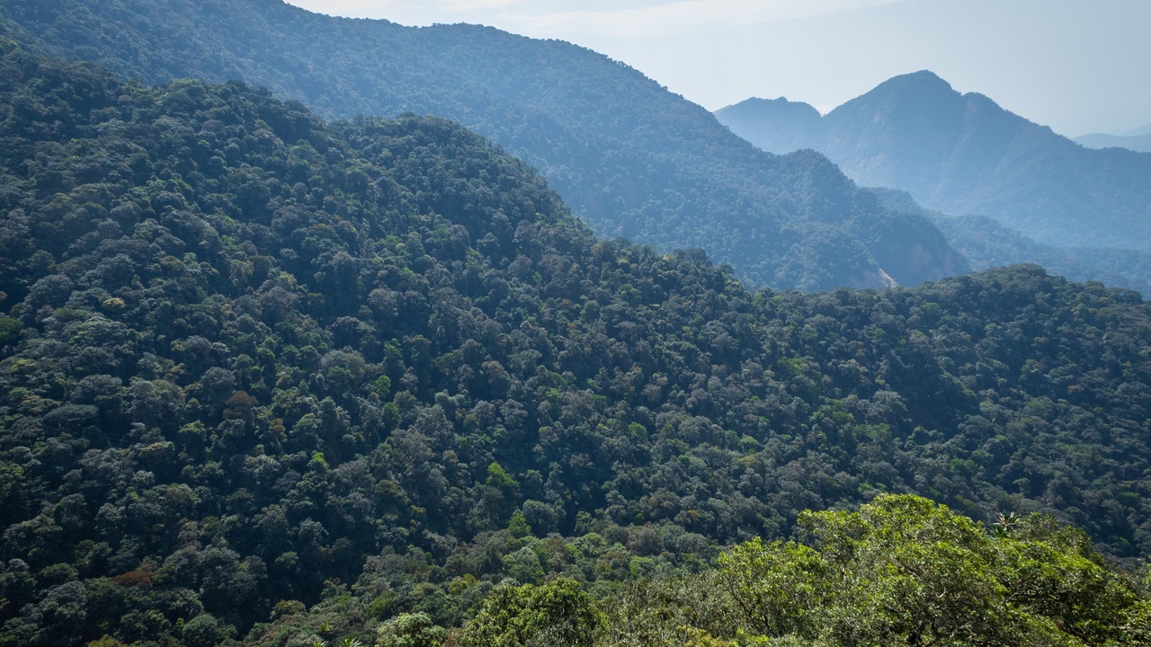 Cross River gorilla habitat and forest specialists in Nigeria's reserves
