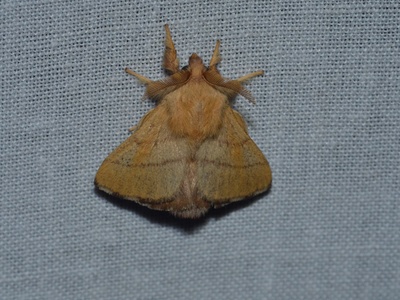 Forest Tent Caterpillar