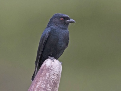 Fork-tailed Drongo