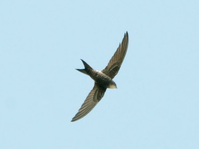 Fork-tailed Swift