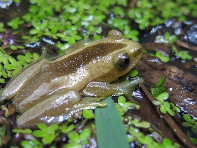 Fornasini's Spiny Reed Frog