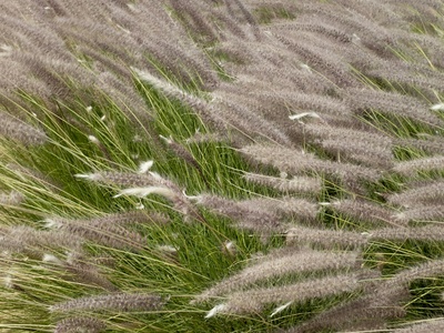 Fountain grass