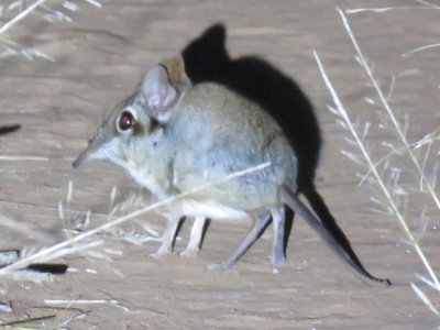 Four-toed Sengi