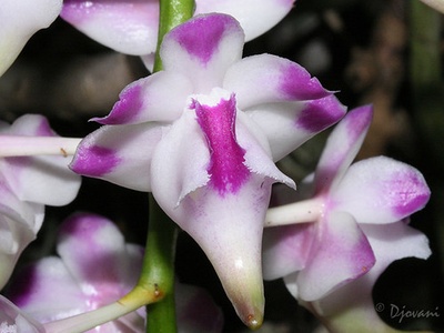 Fragrant aerides