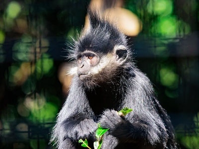 Francois' Langur
