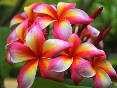 Frangipani