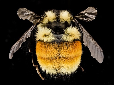 Franklin's bumblebee