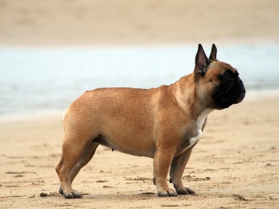 French Bulldog