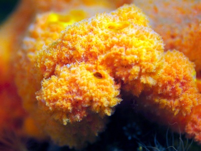 Freshwater Sponge