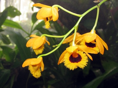Fringed dendrobium