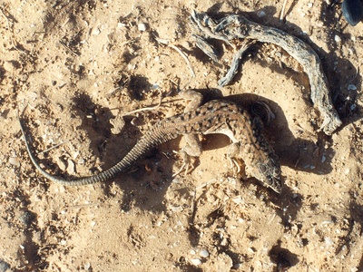 Fringe‑fingered lizard