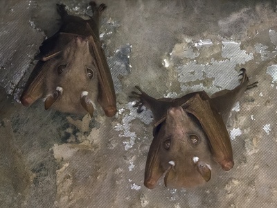 Fruit bats and other bats