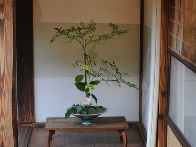 Fukien tea (indoor bonsai)