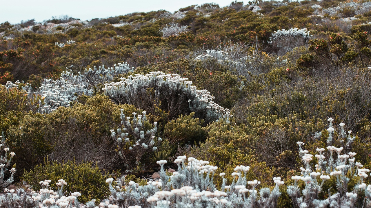 Fynbos landscape with protea flower and Table Mountain vegetation