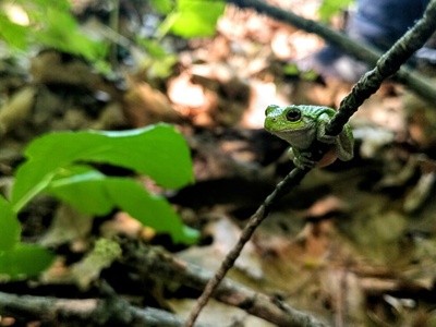 Gaboon Forest Treefrog