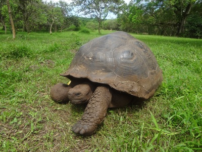 Galápagos giant tortoise