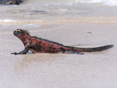 Galápagos marine iguana