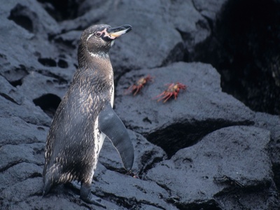 Galápagos penguin