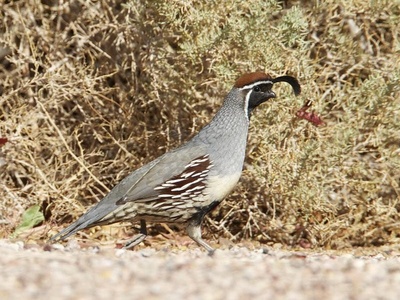 Gambel's Quail