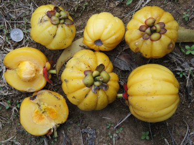 Garcinia atroviridis (Asam gelugor)