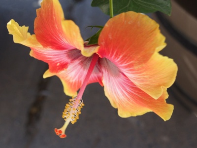 Garden hibiscus