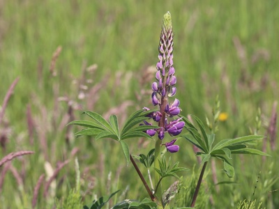 Garden lupin