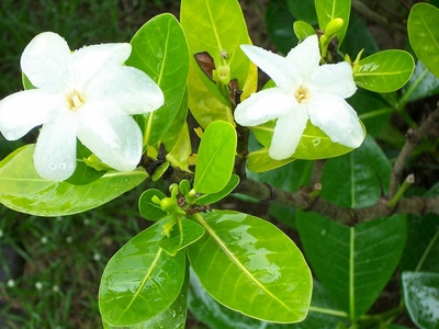 Gardenia (Tahitian)