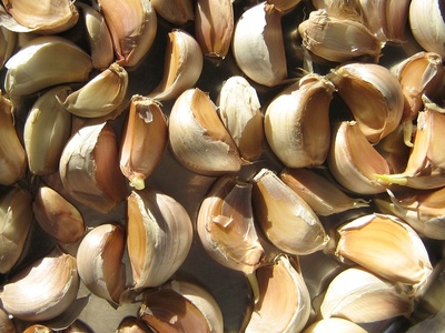 Garlic