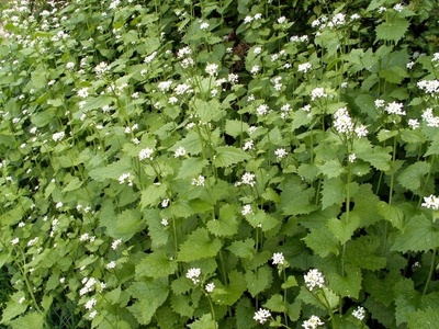 Garlic mustard