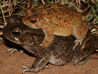 Garman's Toad