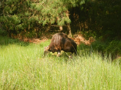 Gaur