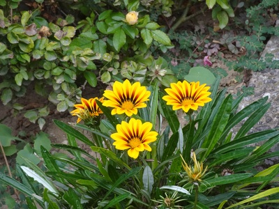 Gazania