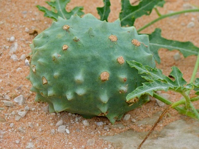 Gemsbok cucumber