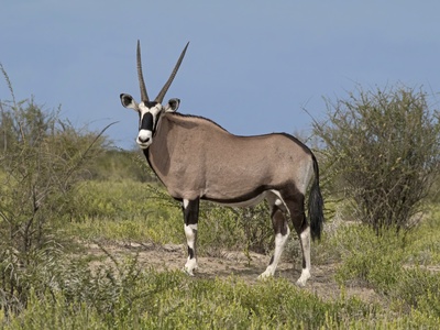 Gemsbok (oryx)