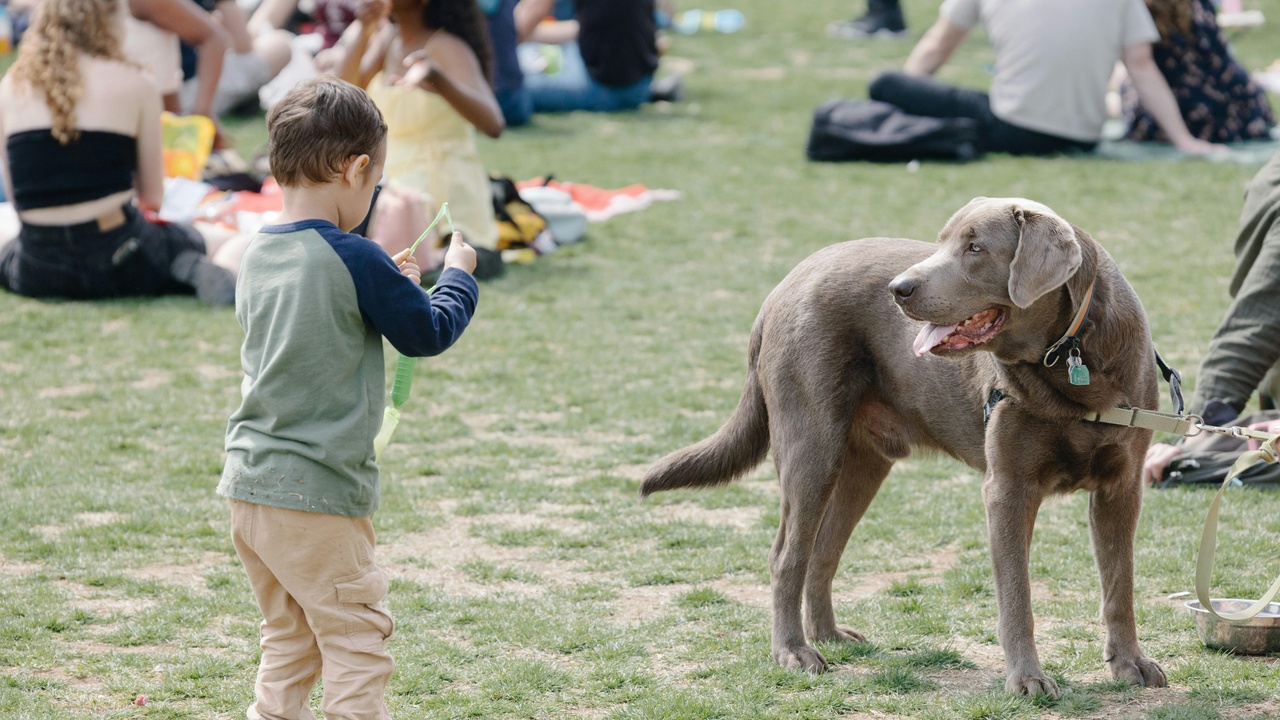 Large gentle dog lying calmly with children in a yard