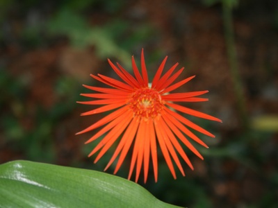 Gerbera Daisy